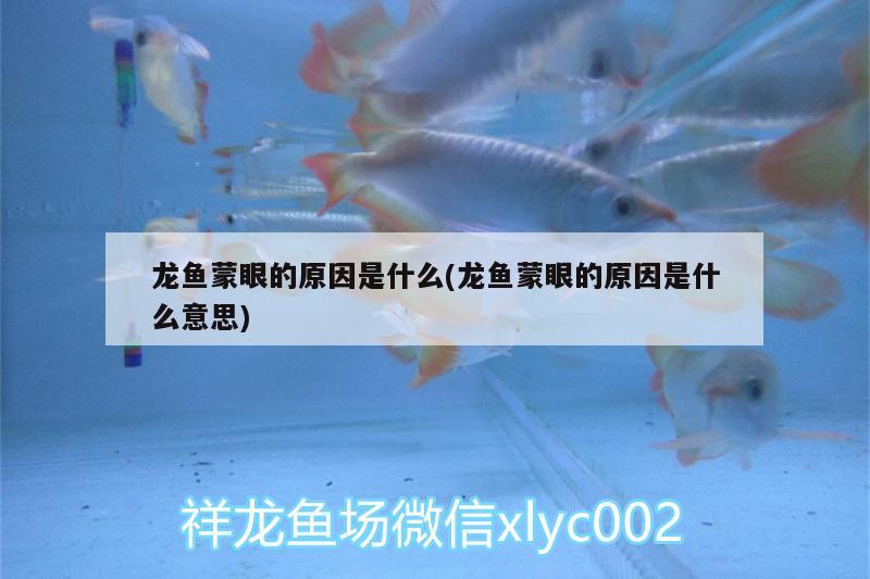 龍魚蒙眼的原因是什么(龍魚蒙眼的原因是什么意思)