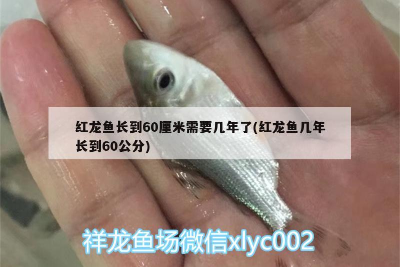 紅龍魚長到60厘米需要幾年了(紅龍魚幾年長到60公分)