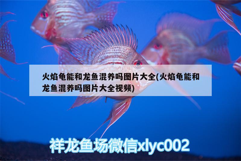 火焰龜能和龍魚混養(yǎng)嗎圖片大全(火焰龜能和龍魚混養(yǎng)嗎圖片大全視頻)