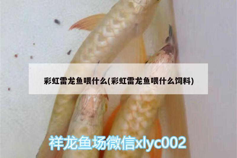 彩虹雷龍魚喂什么(彩虹雷龍魚喂什么飼料) 野彩魚