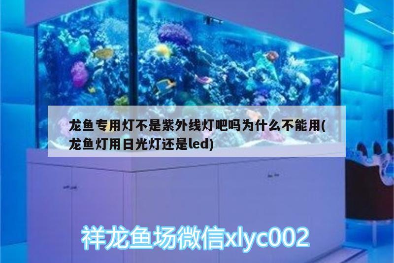 龍魚專用燈不是紫外線燈吧嗎為什么不能用(龍魚燈用日光燈還是led)