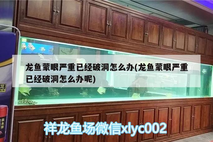 銀龍魚繁殖需要什么條件（金龍魚和銀龍魚可以繁殖么） 銀龍魚 第1張