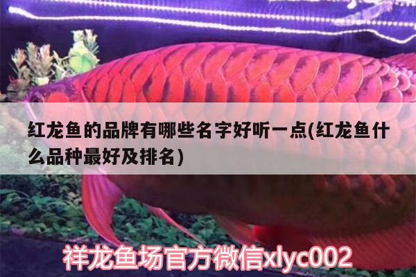 紅龍魚的品牌有哪些名字好聽一點(紅龍魚什么品種最好及排名)