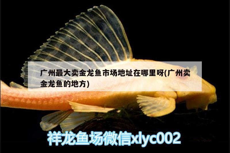 廣州最大賣金龍魚市場地址在哪里呀(廣州賣金龍魚的地方)