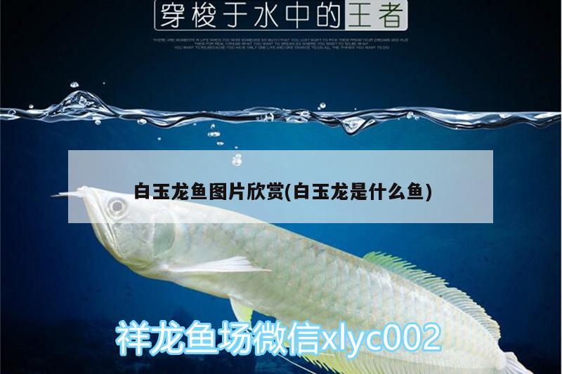 白玉龍魚圖片欣賞(白玉龍是什么魚)