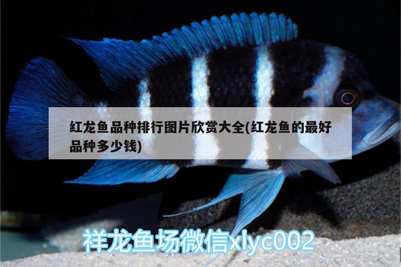 魚缸里的水泵聲音大怎么辦（怎么改善魚缸水泵噪音） 魚缸百科 第2張