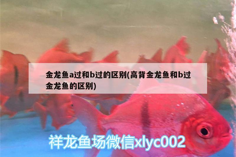 金龍魚a過和b過的區(qū)別(高背金龍魚和b過金龍魚的區(qū)別)