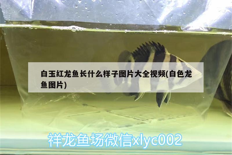 白玉紅龍魚長什么樣子圖片大全視頻(白色龍魚圖片) 白玉紅龍魚