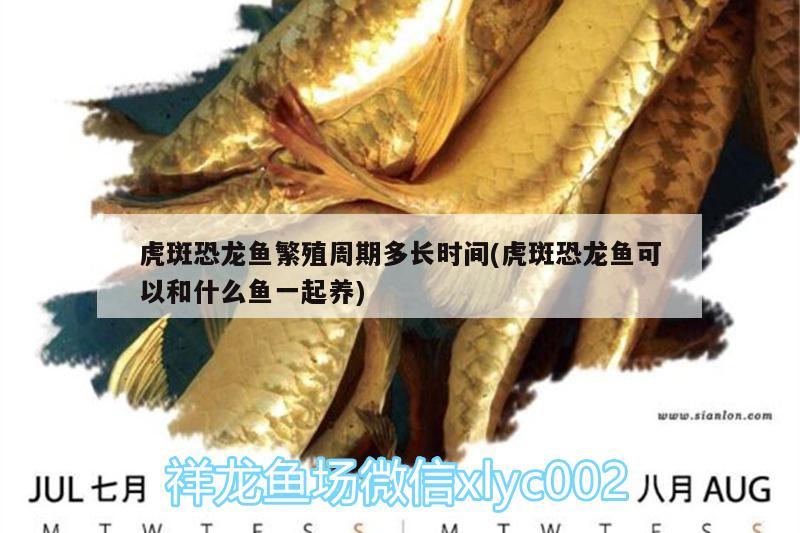 虎斑恐龍魚(yú)繁殖周期多長(zhǎng)時(shí)間(虎斑恐龍魚(yú)可以和什么魚(yú)一起養(yǎng)) 虎斑恐龍魚(yú)