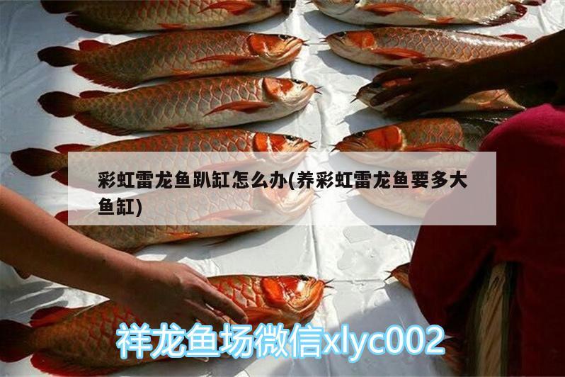 彩虹雷龍魚趴缸怎么辦(養(yǎng)彩虹雷龍魚要多大魚缸) 電鰻