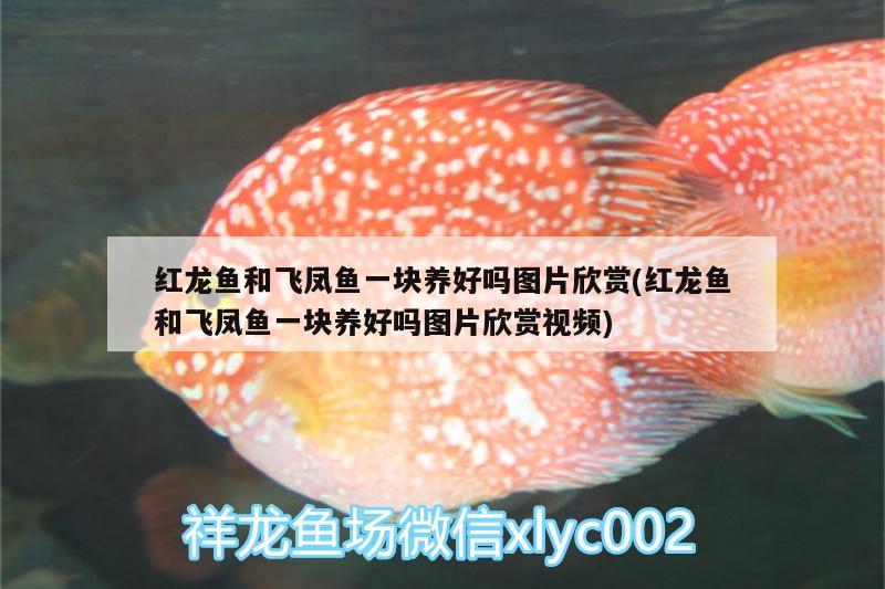 80缸南美缸和溪流缸哪個好看溪流缸造景石頭擺法 夢幻雷龍魚 第3張