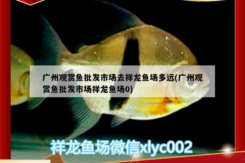 廣州觀賞魚批發(fā)市場去祥龍魚場多遠(yuǎn)(廣州觀賞魚批發(fā)市場祥龍魚場0) 觀賞魚批發(fā)