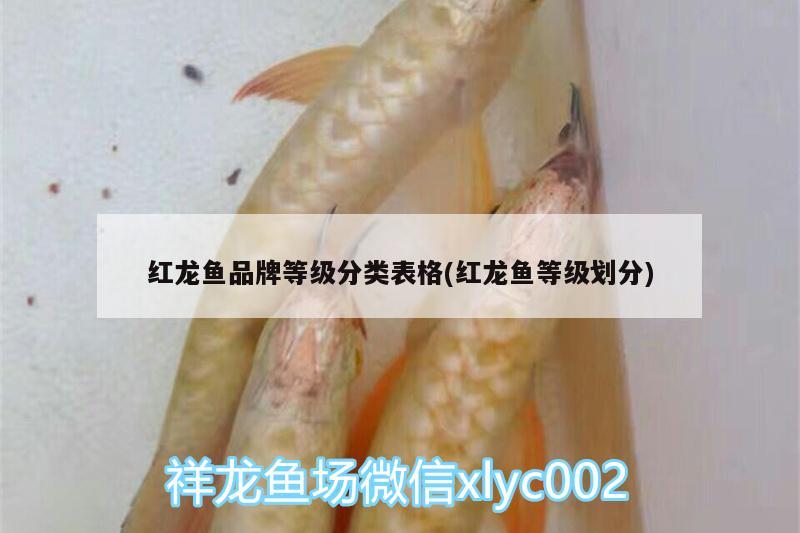 紅龍魚品牌等級(jí)分類表格(紅龍魚等級(jí)劃分)