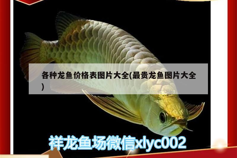 各種龍魚(yú)價(jià)格表圖片大全(最貴龍魚(yú)圖片大全) 檸檬鯽