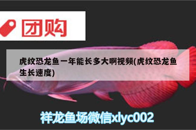 虎紋恐龍魚一年能長多大啊視頻(虎紋恐龍魚生長速度) 水溫計(jì)