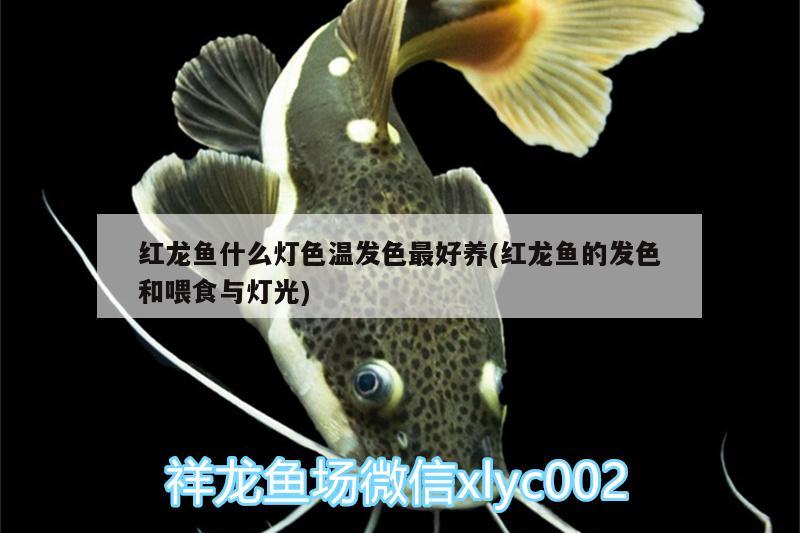 紅龍魚(yú)什么燈色溫發(fā)色最好養(yǎng)(紅龍魚(yú)的發(fā)色和喂食與燈光)