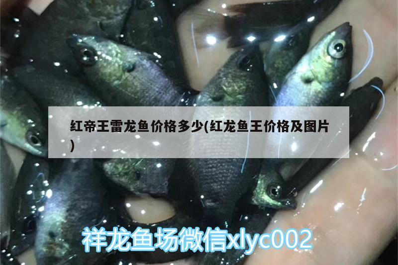 紅帝王雷龍魚價格多少(紅龍魚王價格及圖片) 祥龍龍魚專用水族燈