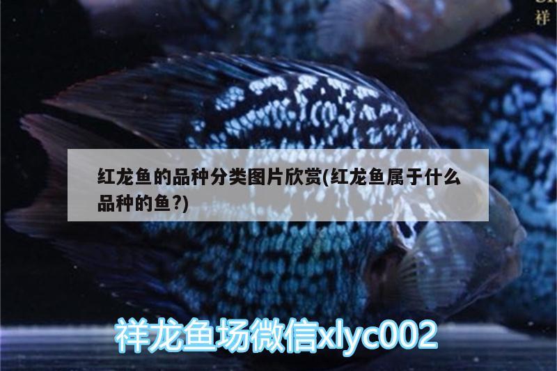 紅龍魚的品種分類圖片欣賞(紅龍魚屬于什么品種的魚?)