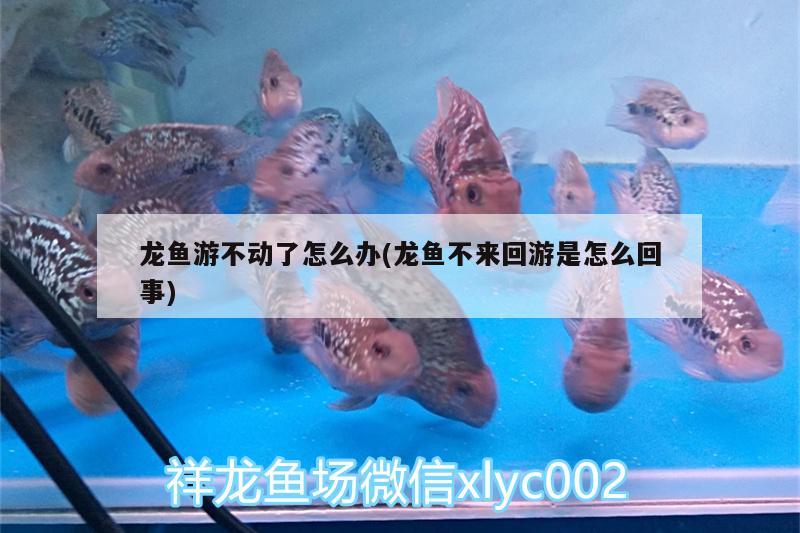 龍魚游不動了怎么辦(龍魚不來回游是怎么回事) 龍魚芯片掃碼器