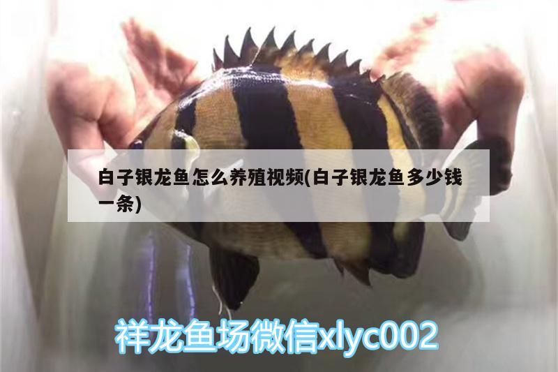 白子銀龍魚怎么養(yǎng)殖視頻(白子銀龍魚多少錢一條) 銀龍魚百科