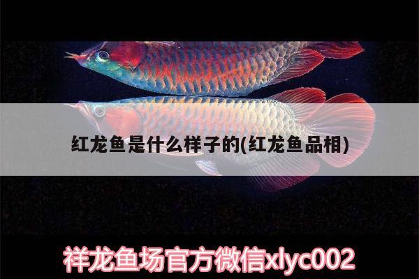 紅龍魚是什么樣子的(紅龍魚品相)