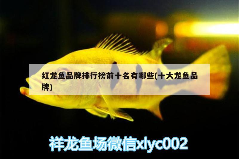 紅龍魚品牌排行榜前十名有哪些(十大龍魚品牌) 魚缸等水族設(shè)備