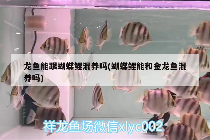 龍魚能跟蝴蝶鯉混養(yǎng)嗎(蝴蝶鯉能和金龍魚混養(yǎng)嗎)