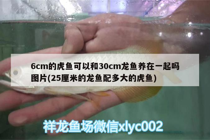 6cm的虎魚可以和30cm龍魚養(yǎng)在一起嗎圖片(25厘米的龍魚配多大的虎魚) 虎魚百科