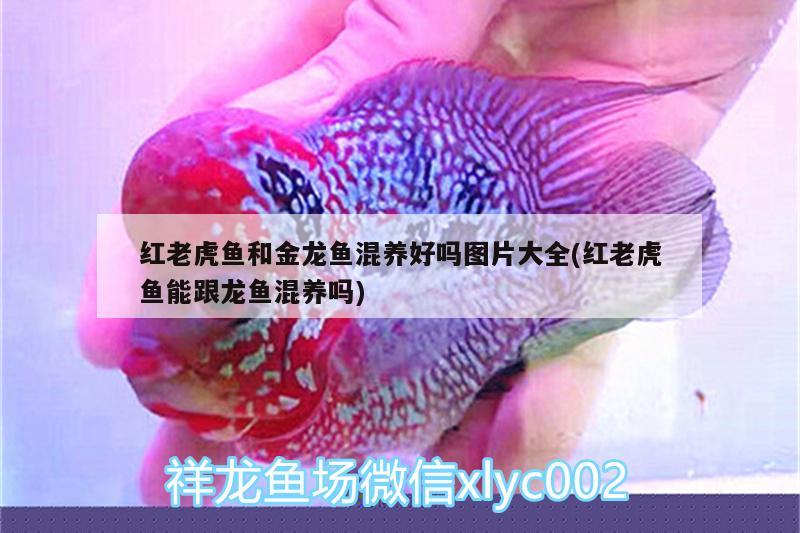 家庭養(yǎng)魚在家里如何養(yǎng)魚在家里如何養(yǎng)魚在家里如何養(yǎng)魚，在家里如何養(yǎng)魚 其他益生菌 第1張