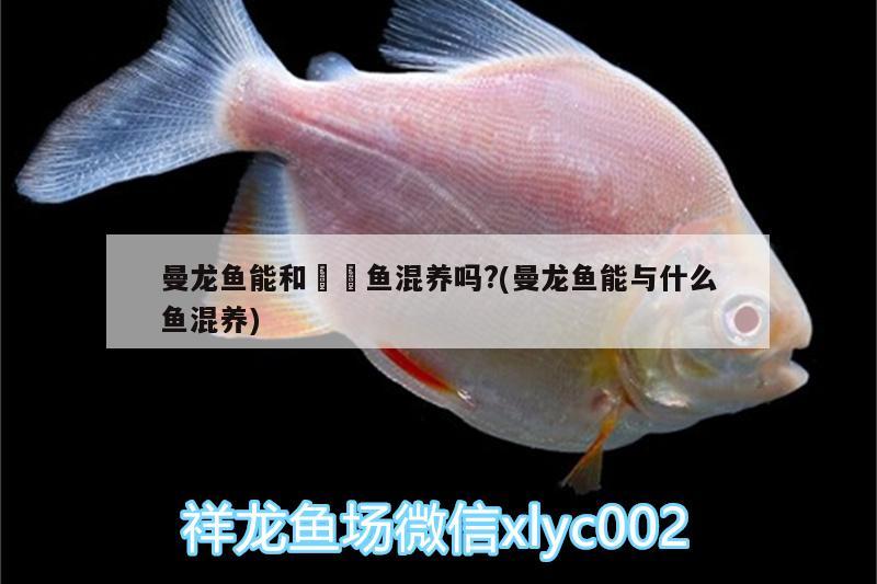 曼龍魚能和鳑鲏魚混養(yǎng)嗎?(曼龍魚能與什么魚混養(yǎng))