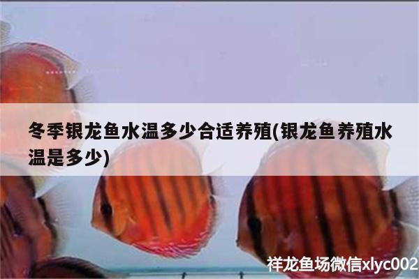 冬季銀龍魚水溫多少合適養(yǎng)殖(銀龍魚養(yǎng)殖水溫是多少) 銀龍魚百科