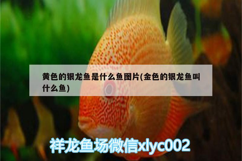 黃色的銀龍魚是什么魚圖片(金色的銀龍魚叫什么魚) 銀龍魚百科