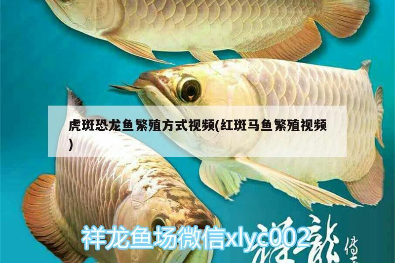 虎斑恐龍魚繁殖方式視頻(紅斑馬魚繁殖視頻) 虎斑恐龍魚