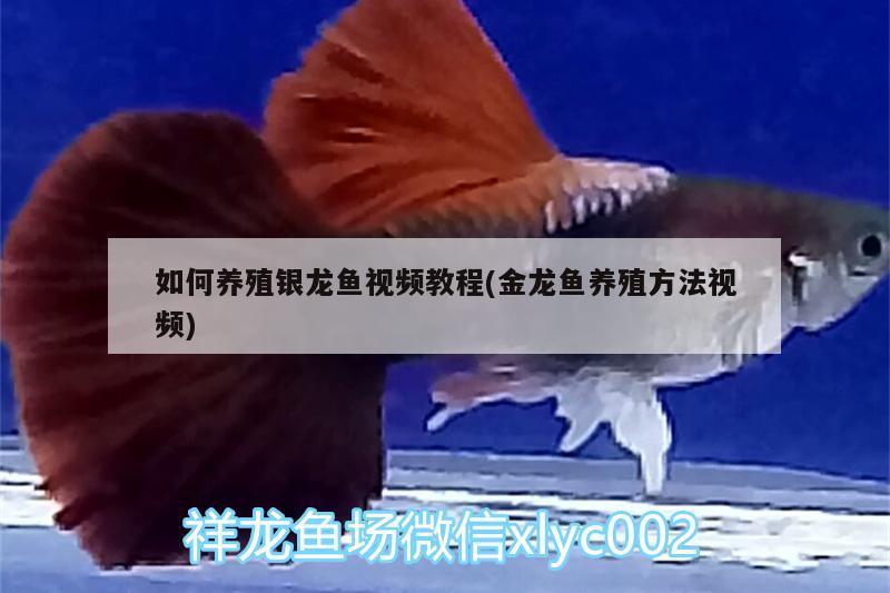 如何養(yǎng)殖銀龍魚視頻教程(金龍魚養(yǎng)殖方法視頻)