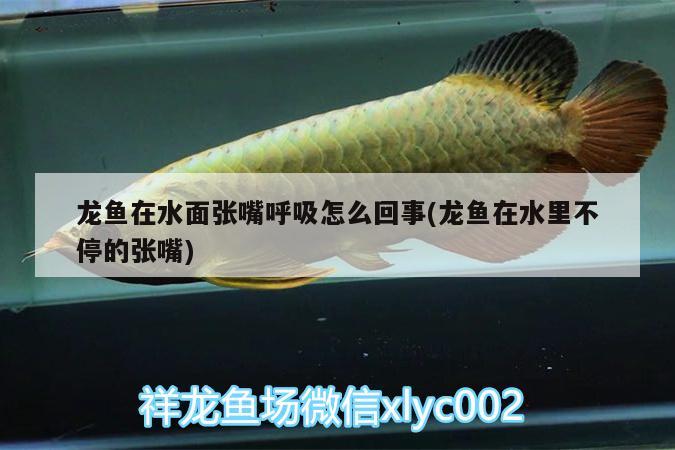 龍魚(yú)在水面張嘴呼吸怎么回事(龍魚(yú)在水里不停的張嘴) BD魟魚(yú)