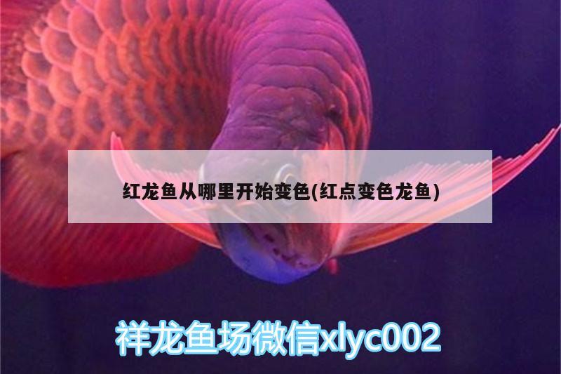 紅龍魚從哪里開始變色(紅點(diǎn)變色龍魚)