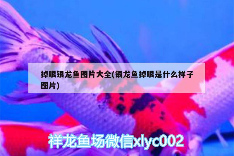 掉眼銀龍魚圖片大全(銀龍魚掉眼是什么樣子圖片) 銀龍魚百科