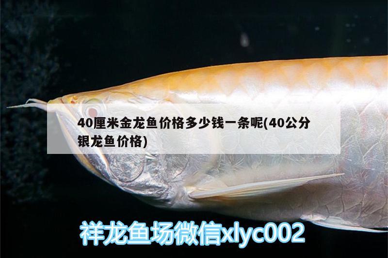 世界上最亮眼觀賞魚(yú)2、白頰刺尾魚(yú)好養(yǎng)嗎，白頰刺尾魚(yú)好養(yǎng)嗎（世界上最亮眼的觀賞魚(yú)）