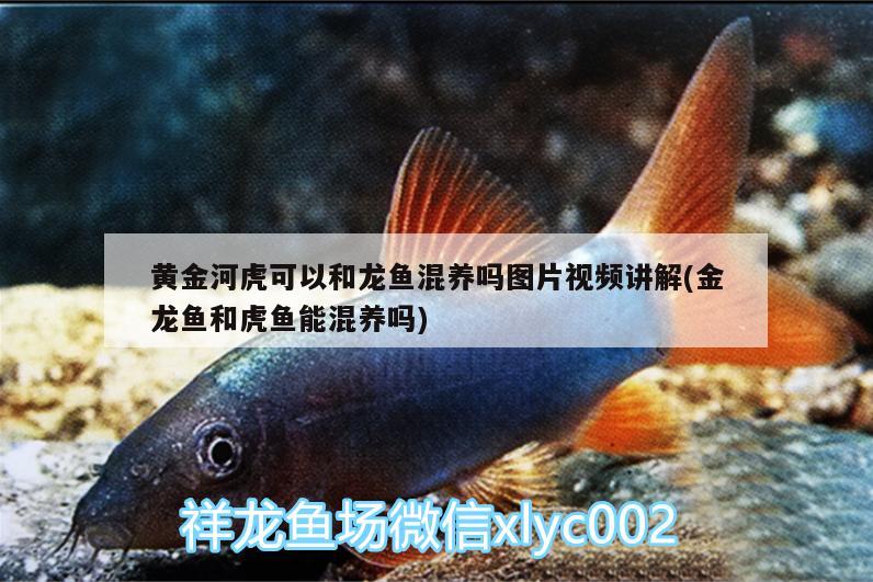 黃金河虎可以和龍魚混養(yǎng)嗎圖片視頻講解(金龍魚和虎魚能混養(yǎng)嗎)