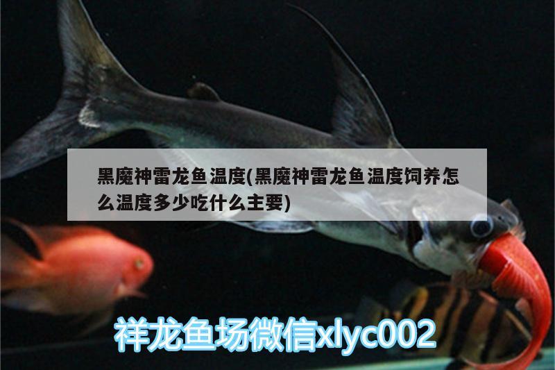 黑魔神雷龍魚(yú)溫度(黑魔神雷龍魚(yú)溫度飼養(yǎng)怎么溫度多少吃什么主要) 名貴錦鯉魚(yú)