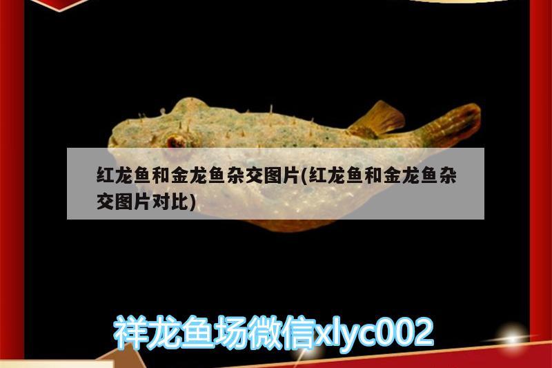 紅龍魚和金龍魚雜交圖片(紅龍魚和金龍魚雜交圖片對(duì)比) 定時(shí)器/自控系統(tǒng)