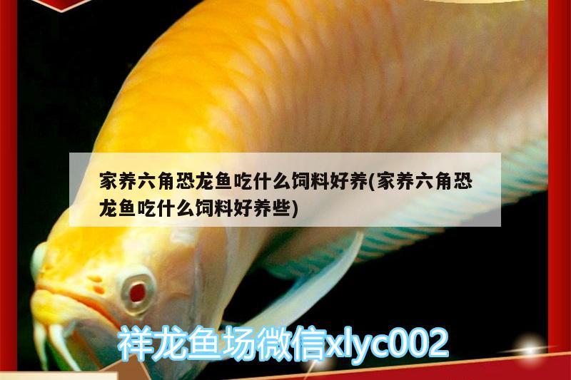 家養(yǎng)六角恐龍魚吃什么飼料好養(yǎng)(家養(yǎng)六角恐龍魚吃什么飼料好養(yǎng)些) 白化巴西龜（白巴）