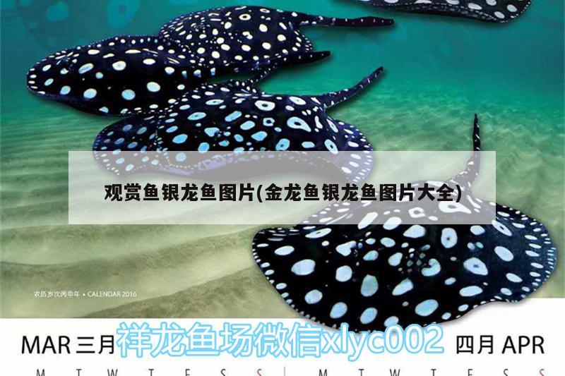 觀賞魚銀龍魚圖片(金龍魚銀龍魚圖片大全) 銀龍魚