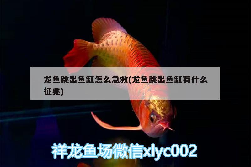 龍魚跳出魚缸怎么急救(龍魚跳出魚缸有什么征兆)