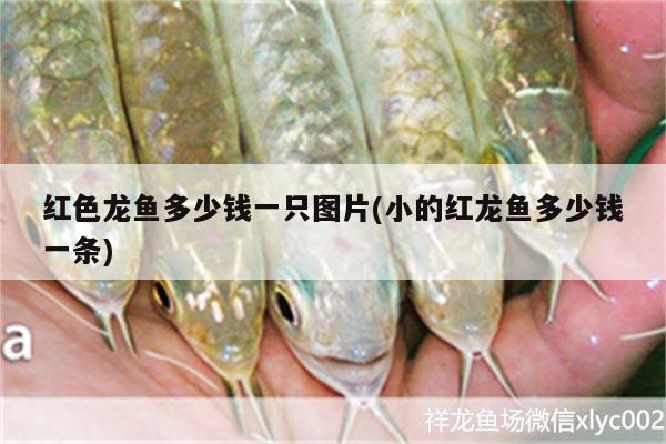 紅色龍魚多少錢一只圖片(小的紅龍魚多少錢一條) 刀魚魚