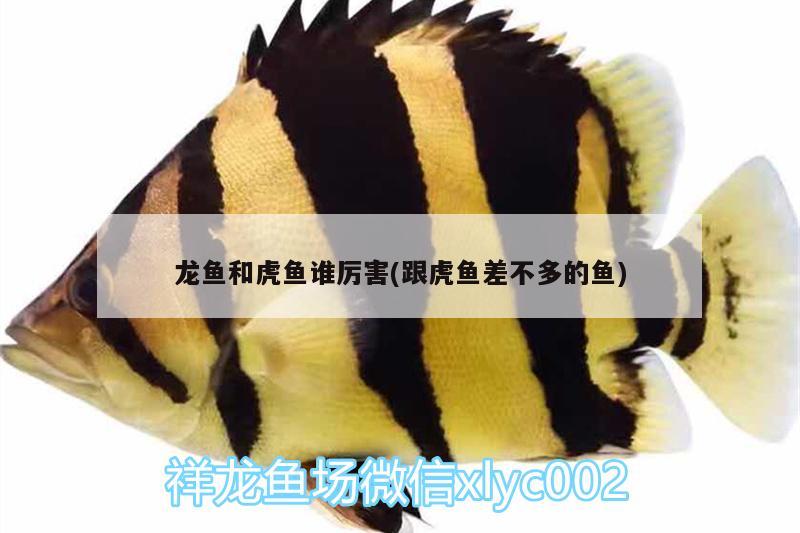 龍魚和虎魚誰(shuí)厲害(跟虎魚差不多的魚)