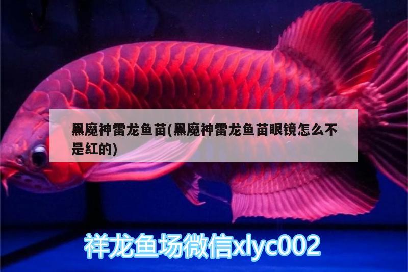 黑魔神雷龍魚苗(黑魔神雷龍魚苗眼鏡怎么不是紅的) 白子銀版魚苗