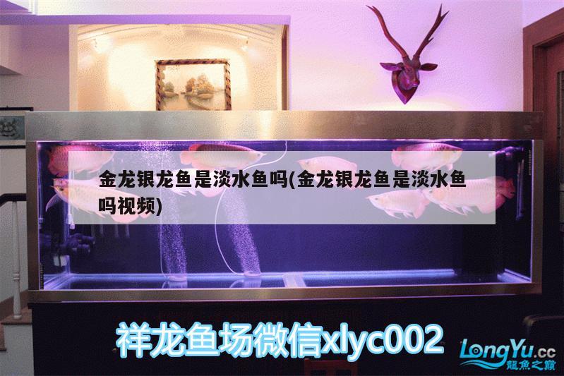 珍珠虎怎么分公母：珍珠虎怎么分公母視頻