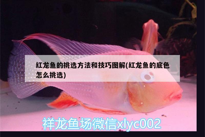 紅龍魚的挑選方法和技巧圖解(紅龍魚的底色怎么挑選) 帝王迷宮魚