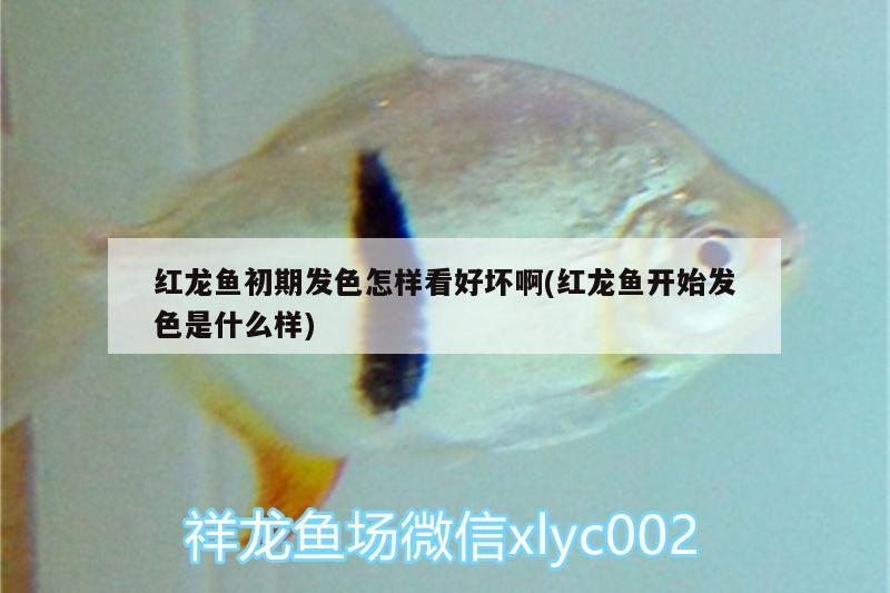 紅龍魚(yú)初期發(fā)色怎樣看好壞啊(紅龍魚(yú)開(kāi)始發(fā)色是什么樣)